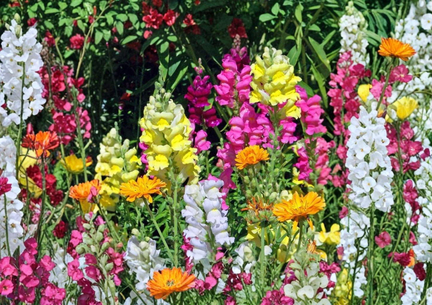 3000+ Snapdragon Tall Mix Seeds, Colorful Antirrhinum for Garden, Borders & Cut Flowers, Tall Flower Seeds