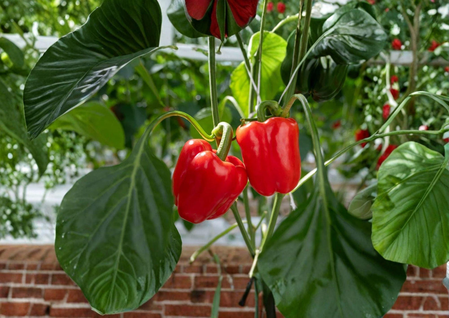 Giant Red Bell Pepper Seeds, Organic Heirloom, Sweet, High Yield, Vegetable Seeds for Garden Planting