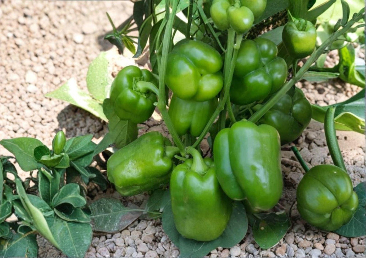 Emerald Giant Bell Pepper Seeds – Organic Heirloom, Large Green to Red, High Yield Vegetable Seeds for Garden Planting