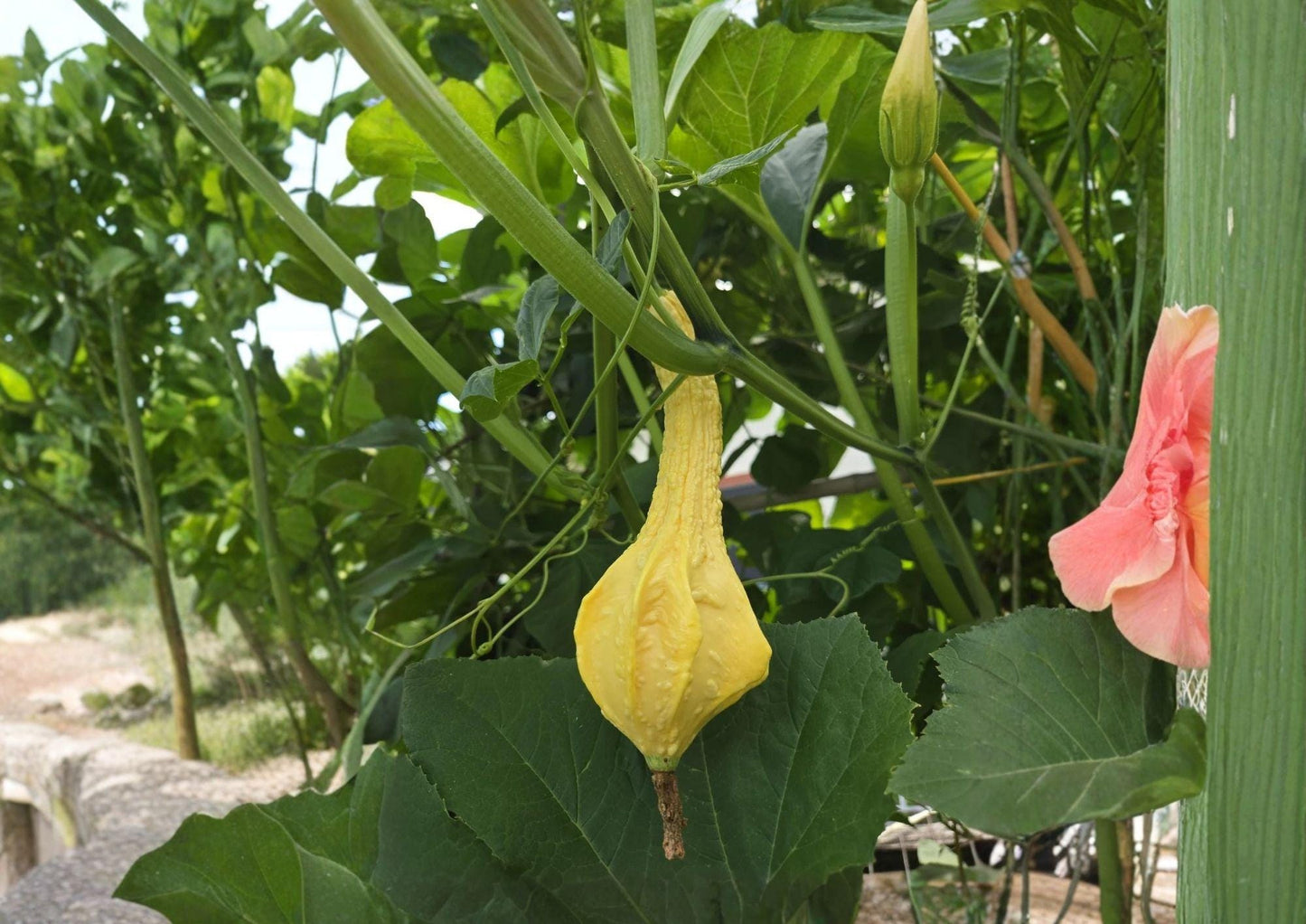 Dinosaur Gourd Seeds, Cavemans Club, Maranka Squash, Rare Heirloom, Ornamental Long Club Shape, Garden Planting