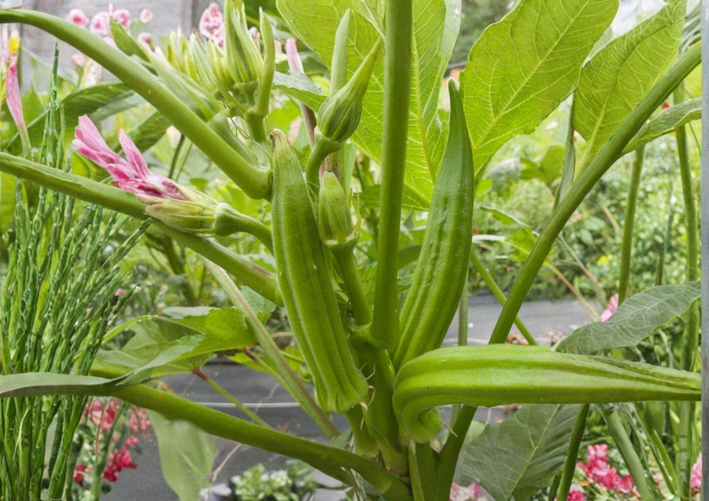 Okra Seeds, Heirloom Non-GMO, Long Tender Pods, High Yield, Garden Planting, Perkins Long Pod, Summer Vegetable Seeds