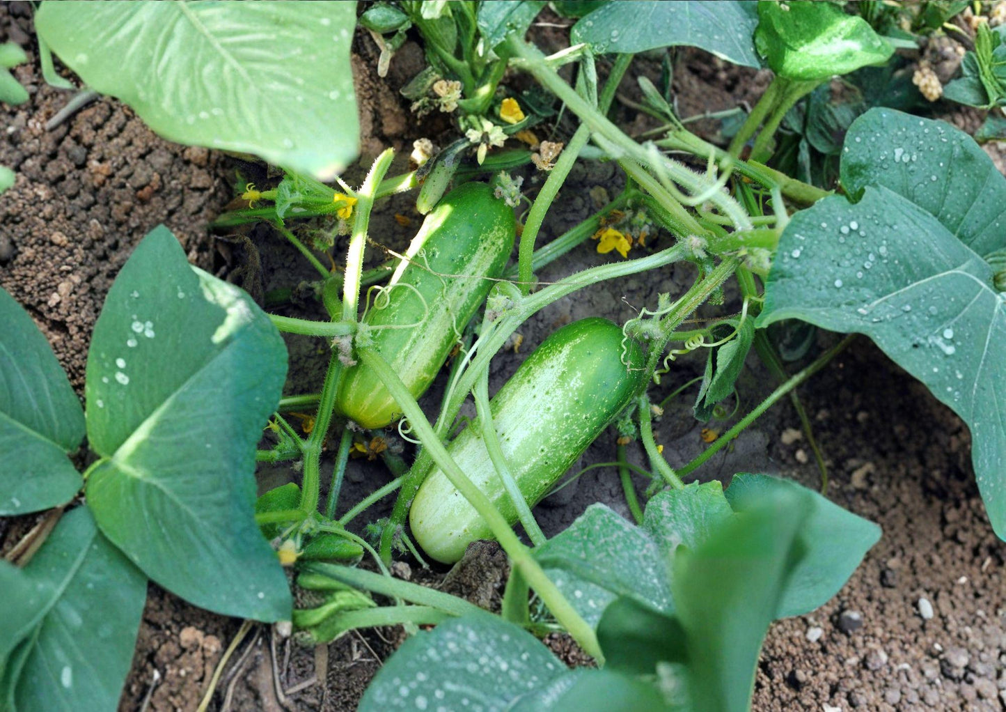 100+ Boston Pickling Cucumber Seeds Heirloom Non-GMO Vegetable Seeds for Garden, Crisp, High-Yield Cucumbers