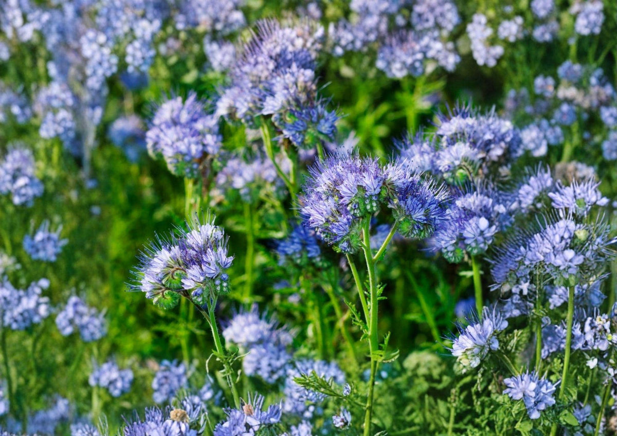 1000+ Lacy Phacelia Seeds, Purple Tansy Wildflower Seeds for Garden, Pollinator-Friendly Cover Crop, Nectar Plant, Soil Improvement