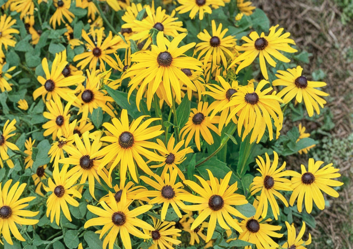 Black Eyed Susan Seeds | Rudbeckia Hirta Wildflower Seeds for Garden Planting | Pollinator Friendly Perennial | Yellow Daisy-Like Blooms