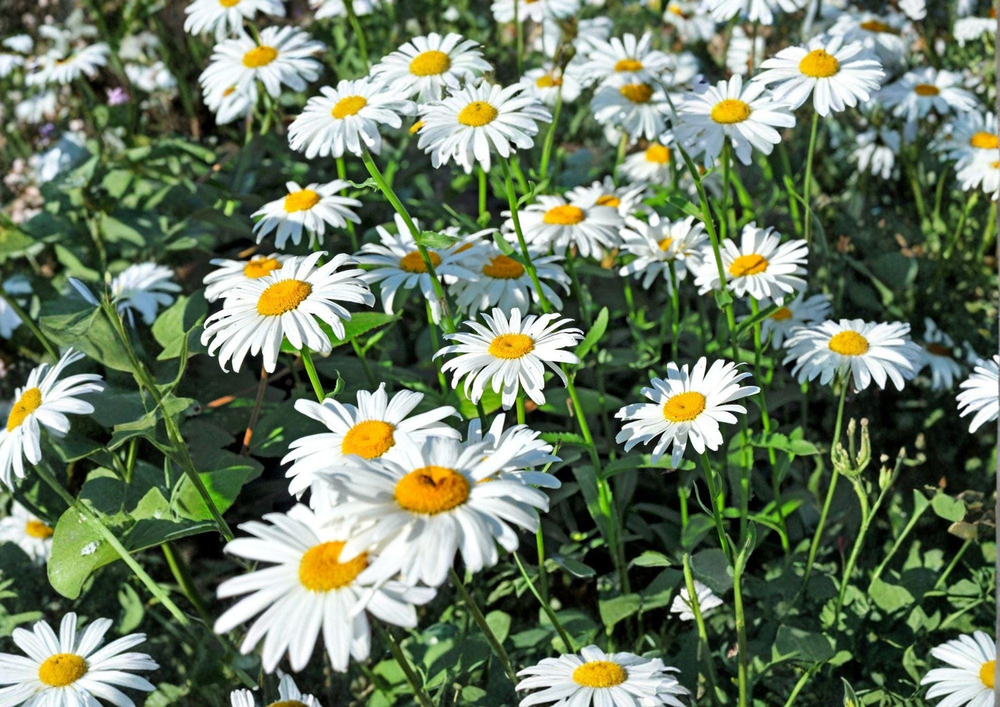 Shasta Daisy Seeds Heirloom Perennial Flower Garden Planting White Blooms Pollinator Friendly
