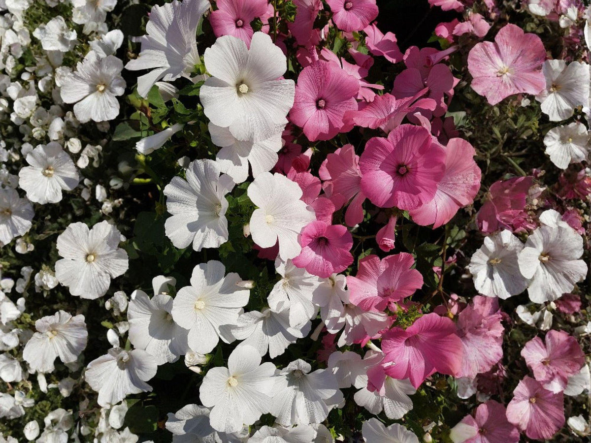 Dwarf Rose Mallow Mix Seeds | Heirloom Non-GMO Flower Seeds for Garden Borders & Cottage Gardens (Lavatera trimestris)