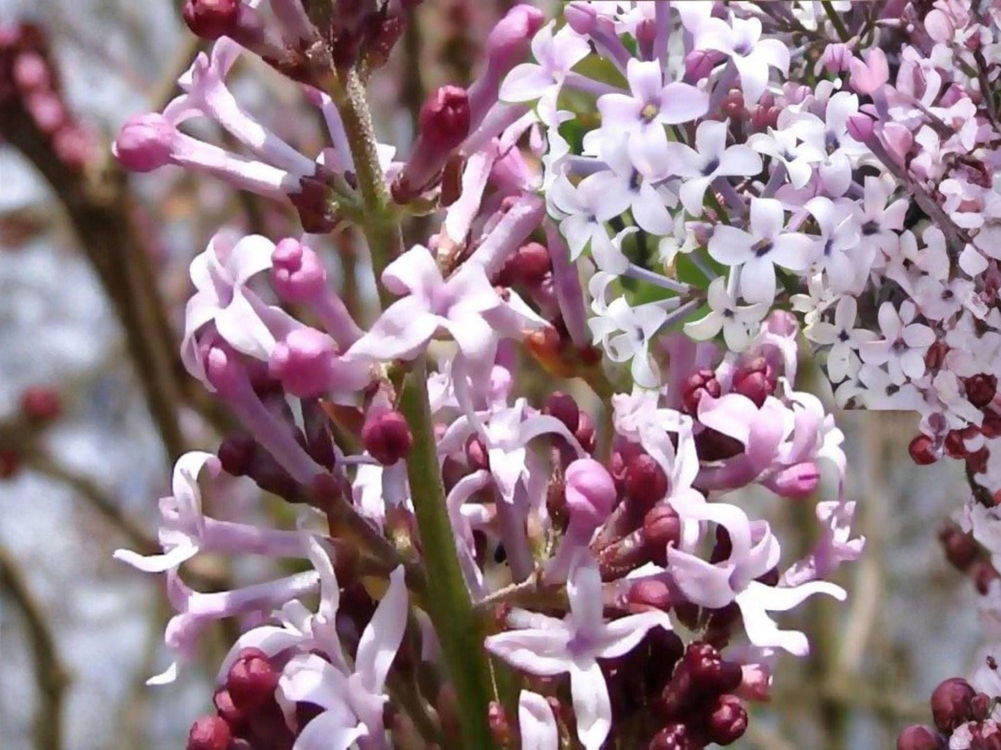 Syringa microphylla Littleleaf Lilac Seeds | Heirloom Non-GMO Fragrant Garden Shrub for Borders and Landscaping
