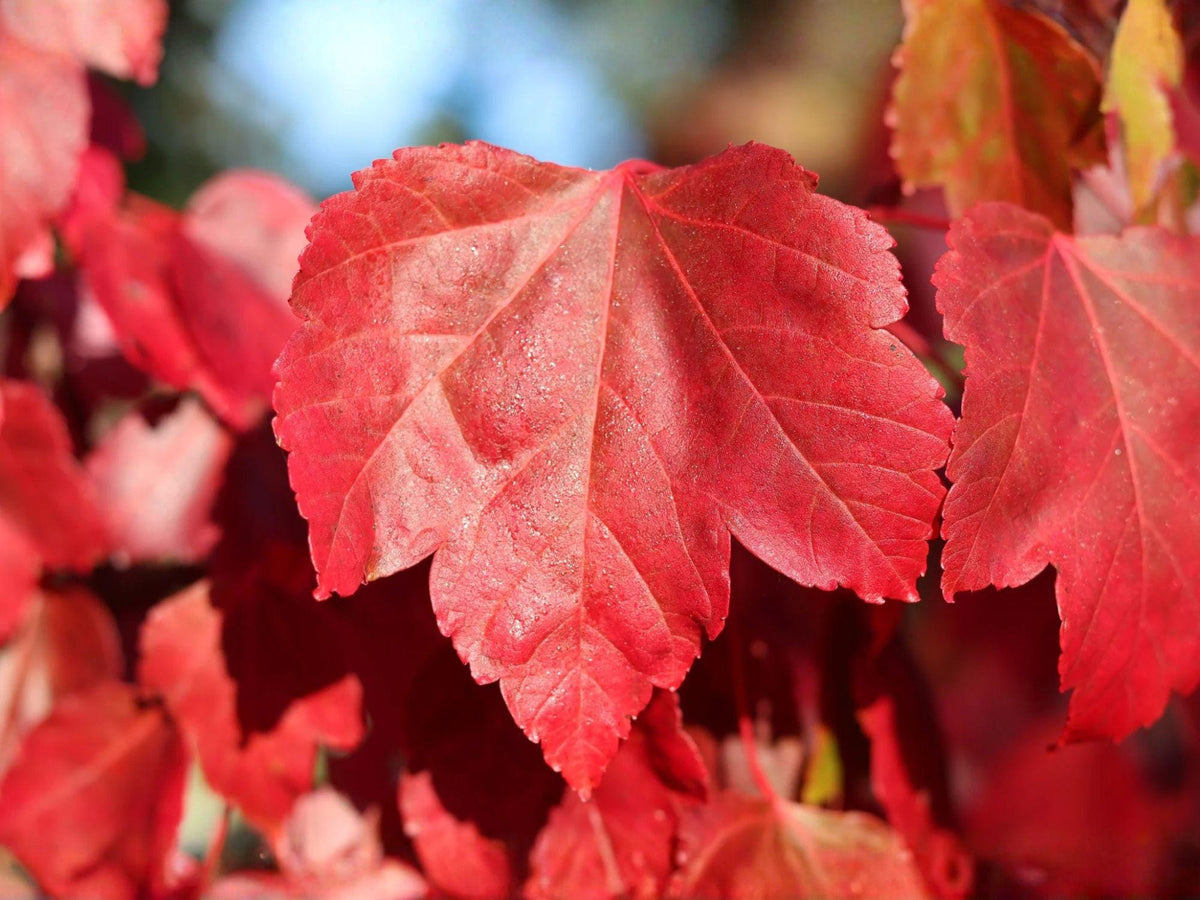Red Maple Tree Seeds | Heirloom Non-GMO Acer rubrum Ornamental Landscape Planting