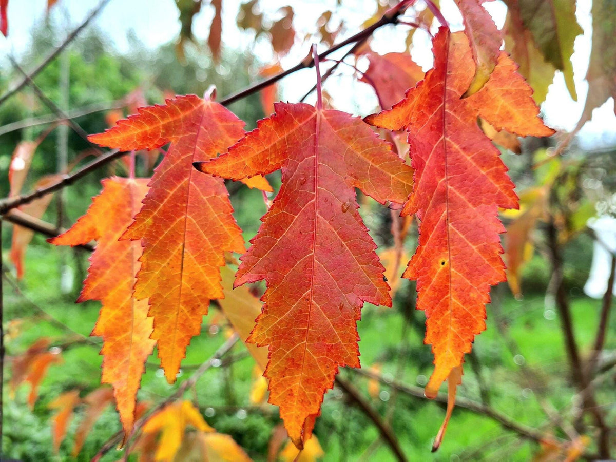 Acer Ginnala Amur Maple Tree Seeds - Heirloom Non-GMO Ornamental Landscape Planting