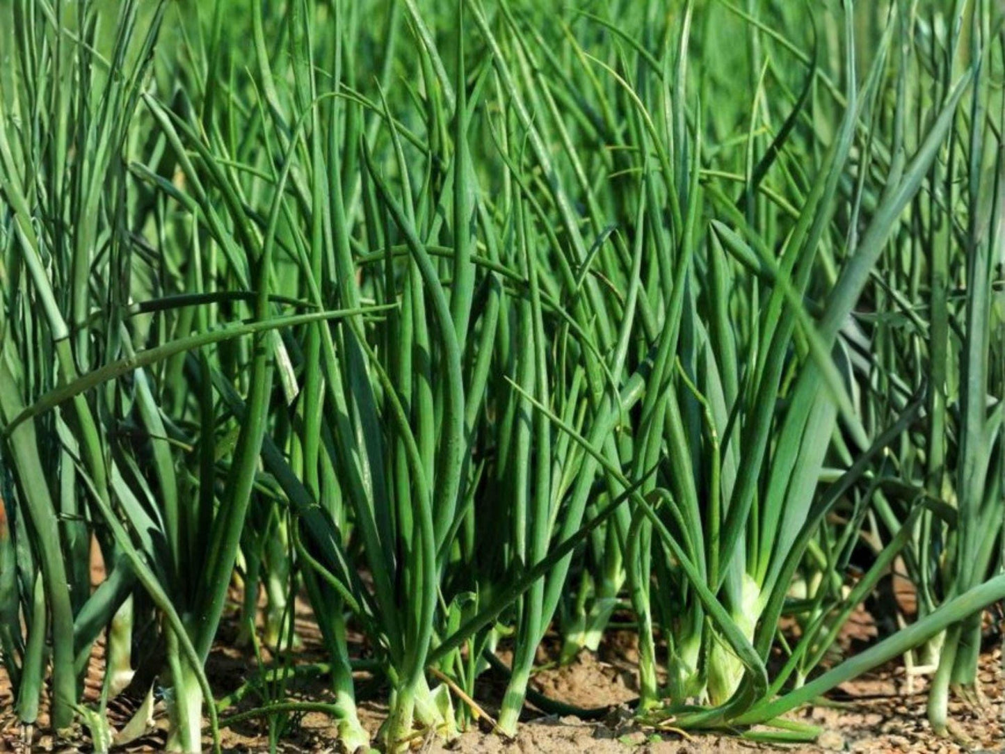 Evergreen Bunching Onion Seeds | Heirloom Non-GMO Vegetable Garden Scallions | Fresh Green Bunching Onion Seeds