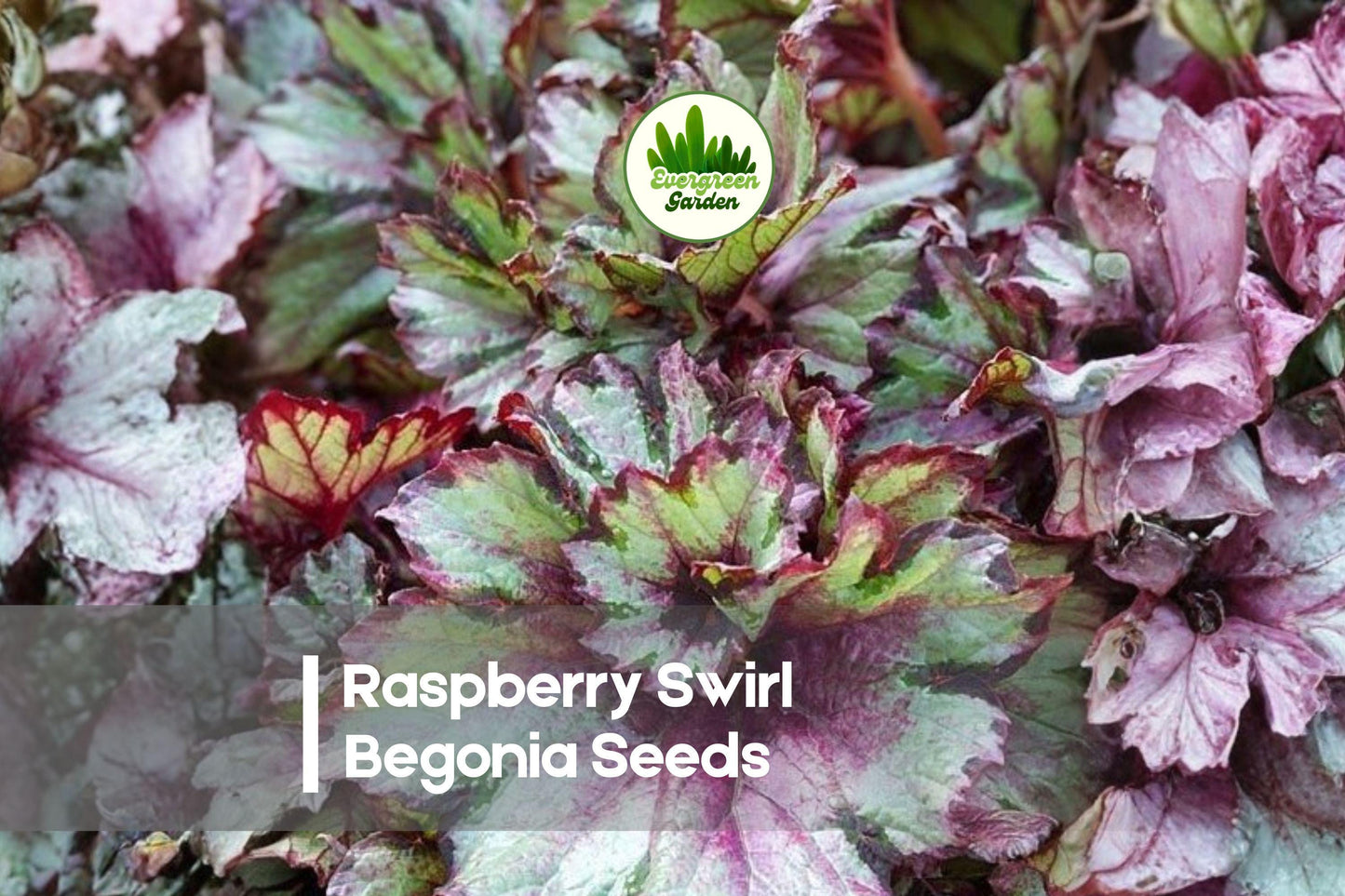 Raspberry Swirl Rex Begonia Seeds - Ornamental Foliage Plant for Indoor Pots, Shade Gardens, Begonia rex-cultorum