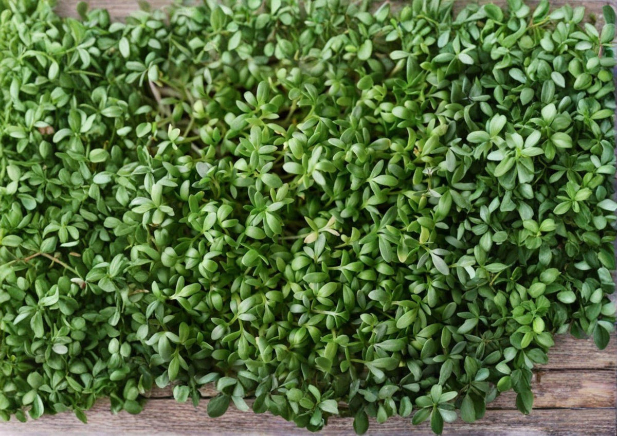 Pepper Cress Seeds, Microgreens & Salad Herb, Lepidium sativum, Non-GMO, Heirloom, Fast-Growing, Indoor & Outdoor Gardening