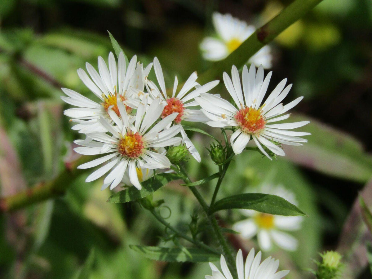 Heath Aster Seeds – Heirloom Non-GMO Wildflower Seeds for Native Gardens & Pollinator Gardens – Aster pilosus