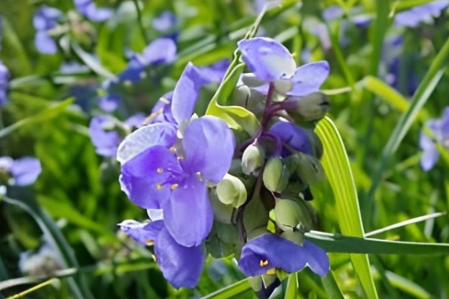 Ohio Spiderwort Seeds – Native Blue Wildflower, Tradescantia ohiensis, Pollinator-Friendly, Easy to Grow, Prairie & Natural Landscape Plants