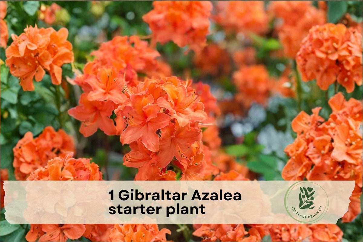 Gibraltar Azalea Starter Plant Rhododendron Exbury Hybrid Flowering Shrub for Garden Beds & Borders