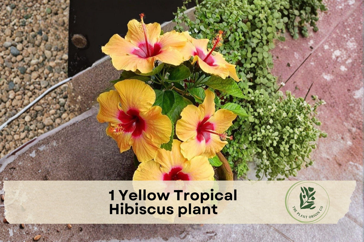 Yellow Tropical Hibiscus Plant – Live Starter Hibiscus rosa-sinensis with Bright Yellow Blooms, Indoor & Outdoor Flowering Shrub