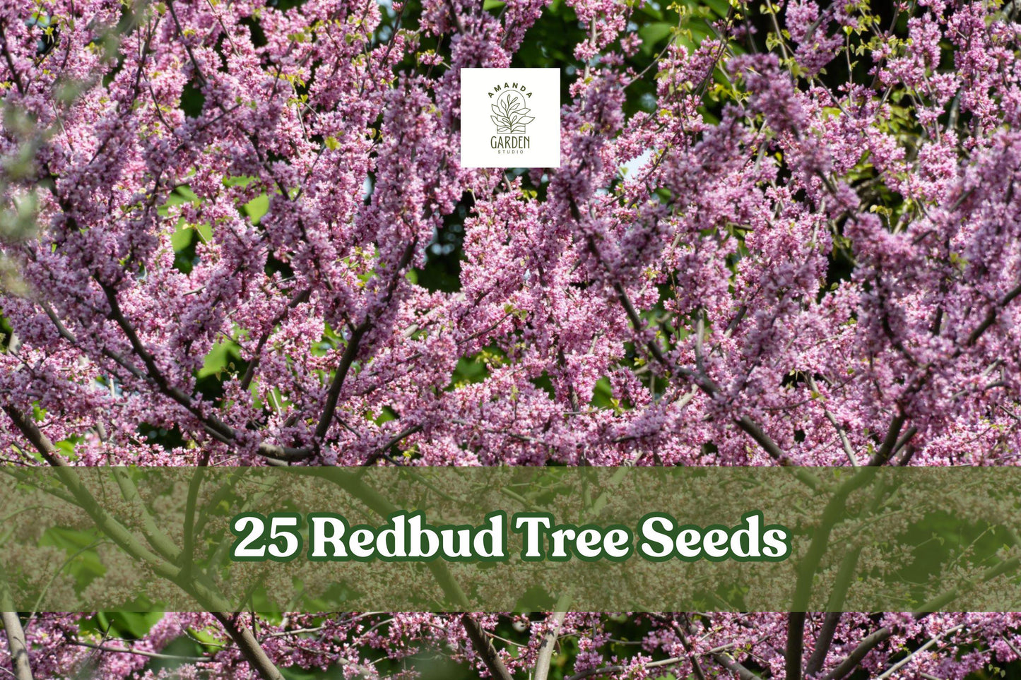 Redbud Tree Seeds, Cercis canadensis, Pink Bloom, Ornamental Deciduous Tree, Garden Landscaping, 25 Seeds