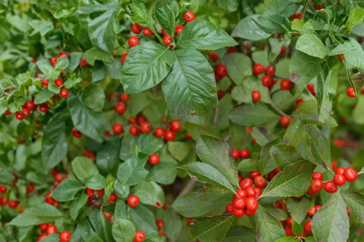 Winterberry Holly Seeds – Ilex verticillata, Deciduous Shrub with Bright Red Berries, Native Plant for Hedges & Woodland Edges