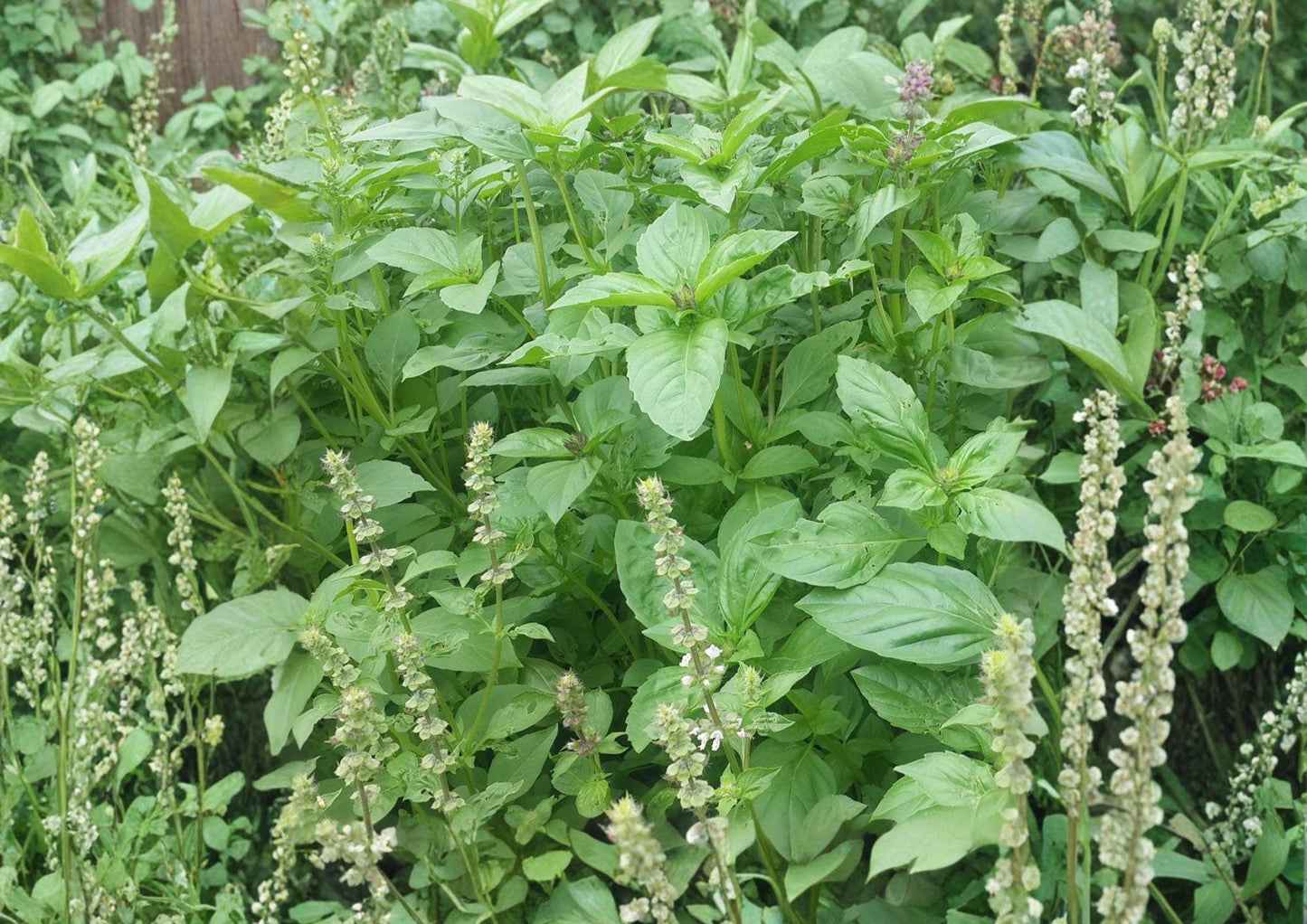 Lemon Basil Seeds, Heirloom Non-GMO, Aromatic Citrus Herb, Sweet Basil, Ocimum basilicum, 75 Seeds