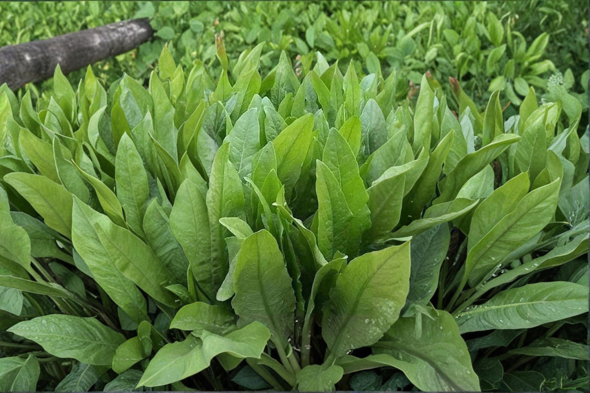 Asparagus Lettuce Seeds 200 Pack – Lactuca sativa var. angustana Herbaceous Annual Vegetable for Garden Beds