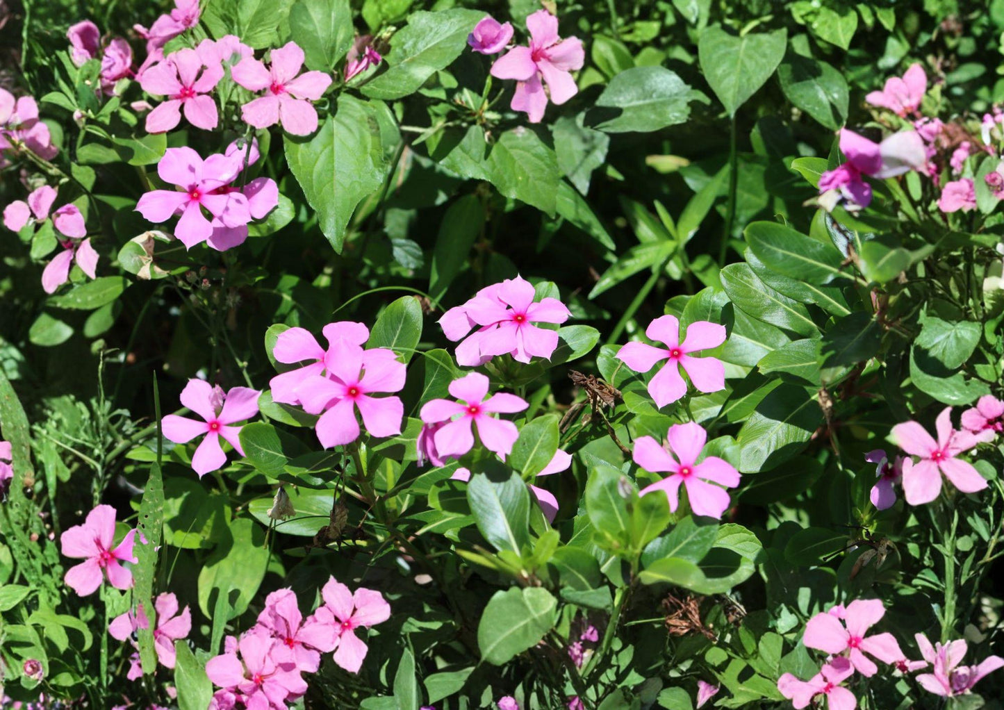 Madagascar Periwinkle Seeds, Catharanthus Roseus, Heirloom Non-GMO, Vibrant Pink, White & Red Flowers, Heat Tolerant, Garden & Container