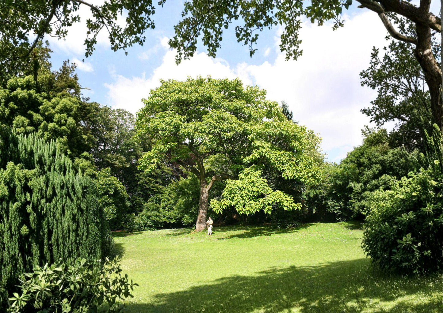 100 Paulownia Tomentosa Seeds | Empress Princess Tree Ornamental Fast-Growing Tree with Purple Blooms & Large Foliage