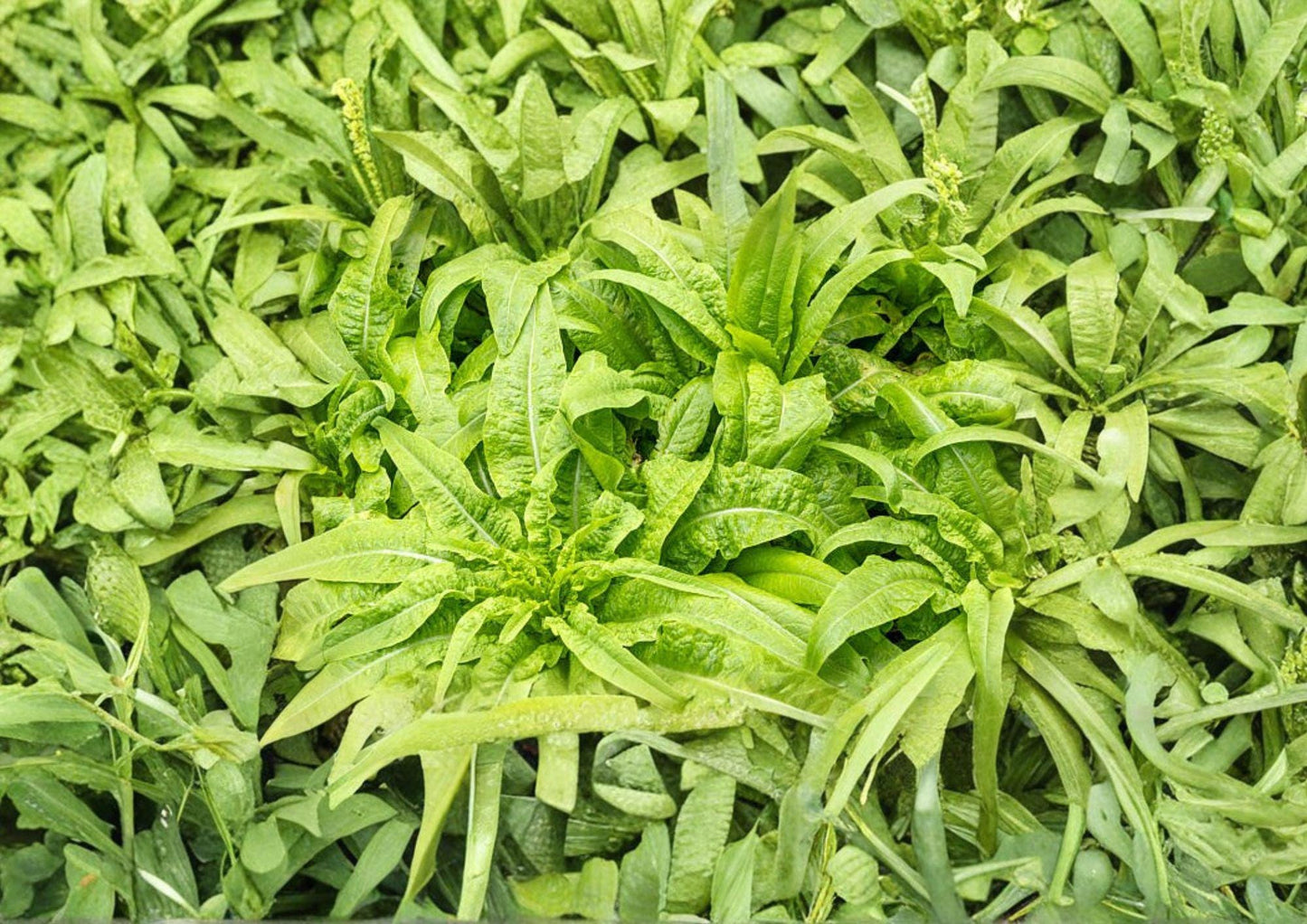 200 Celtuce Seeds, Asparagus Lettuce, Taiwan Sword Leaf, Heirloom Non-GMO Lactuca Sativa, Stem and Leaf Vegetable Seeds
