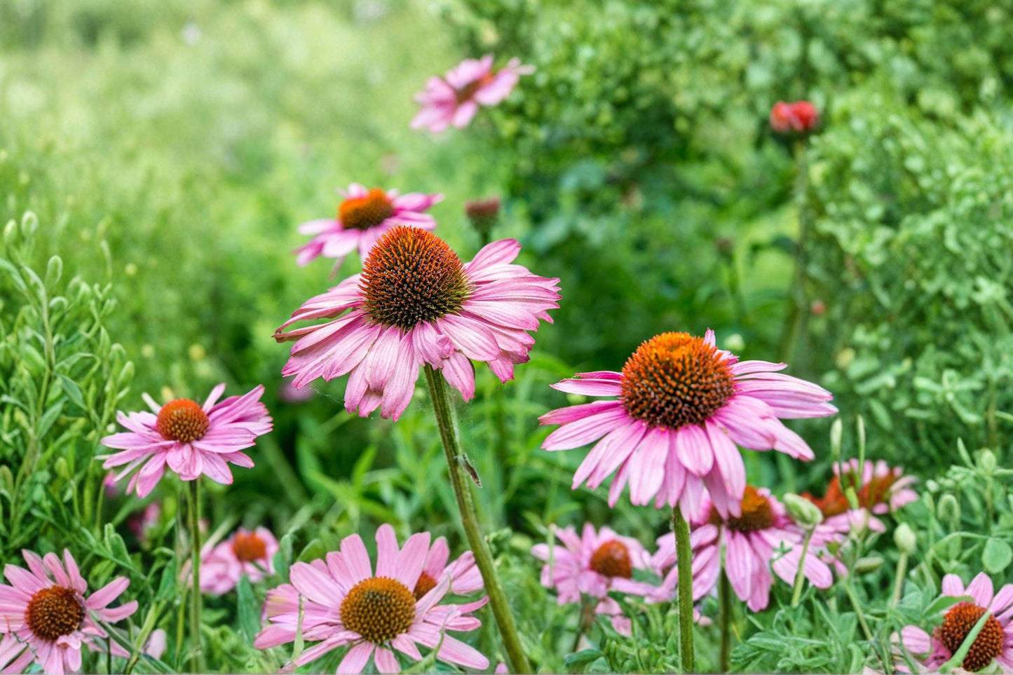 Purple Coneflower Seeds - Echinacea purpurea Perennial Wildflower, Non-GMO, Pollinator Friendly, Medicinal Garden Plant