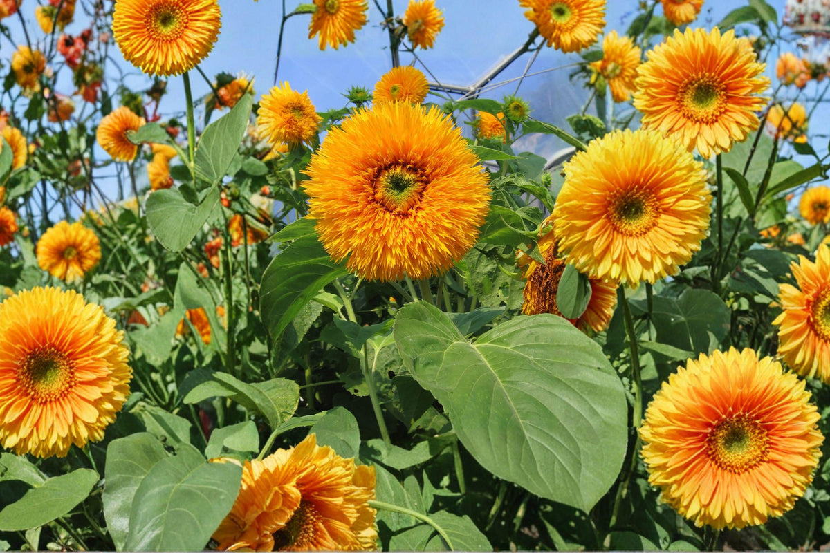 Double Sun Sunflower Seeds – Rare Heirloom, Large Bloom, Golden Yellow Flowers, Helianthus annuus