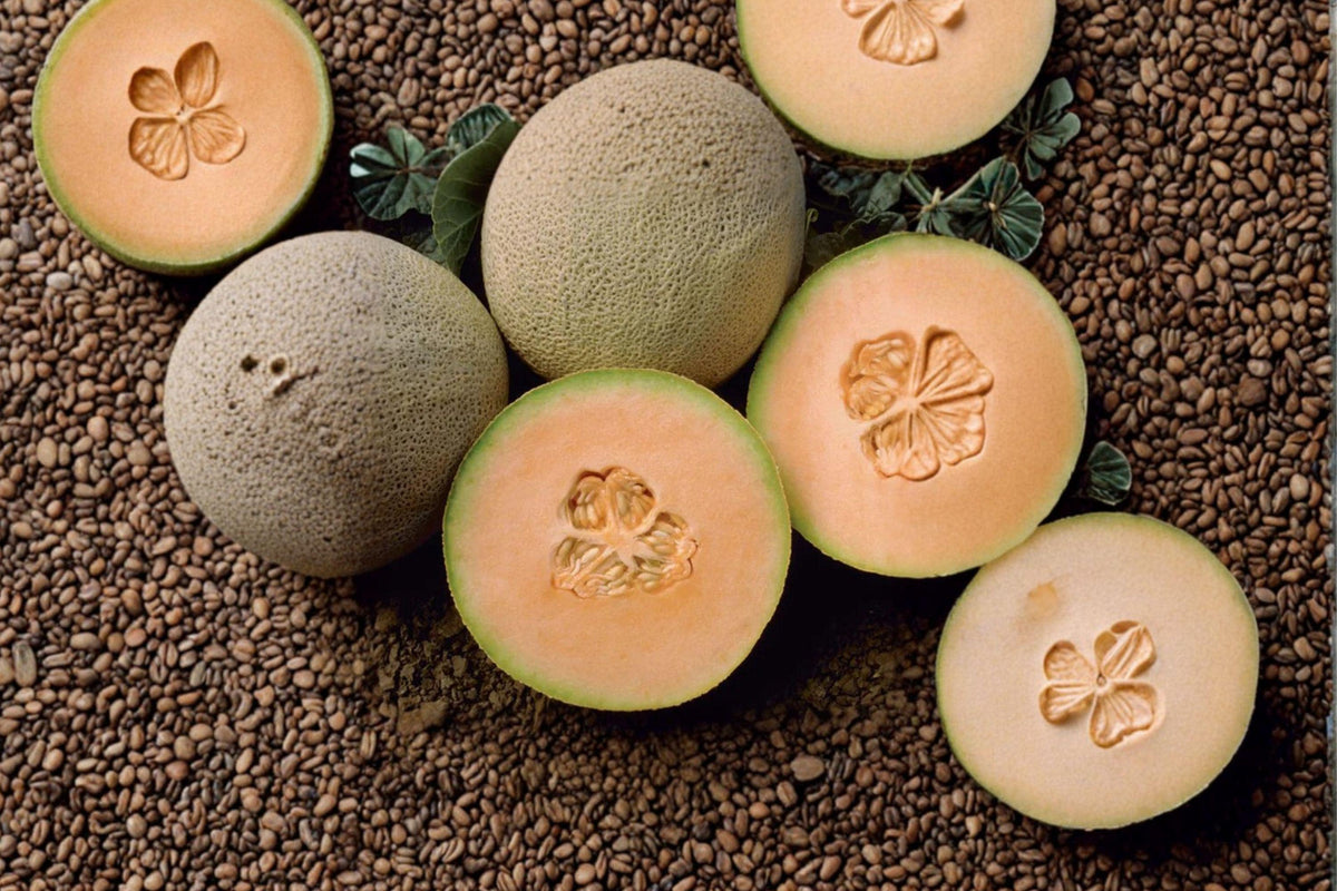 Honey Rock Cantaloupe Seeds – Heirloom Non-GMO High-Yield Vining Fruit for Garden Planting