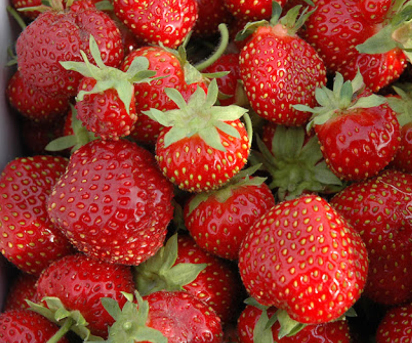 Seascape Strawberry Bare Root Plants – Day-Neutral, Sweet Berries, Edible Perennial, Fragaria
