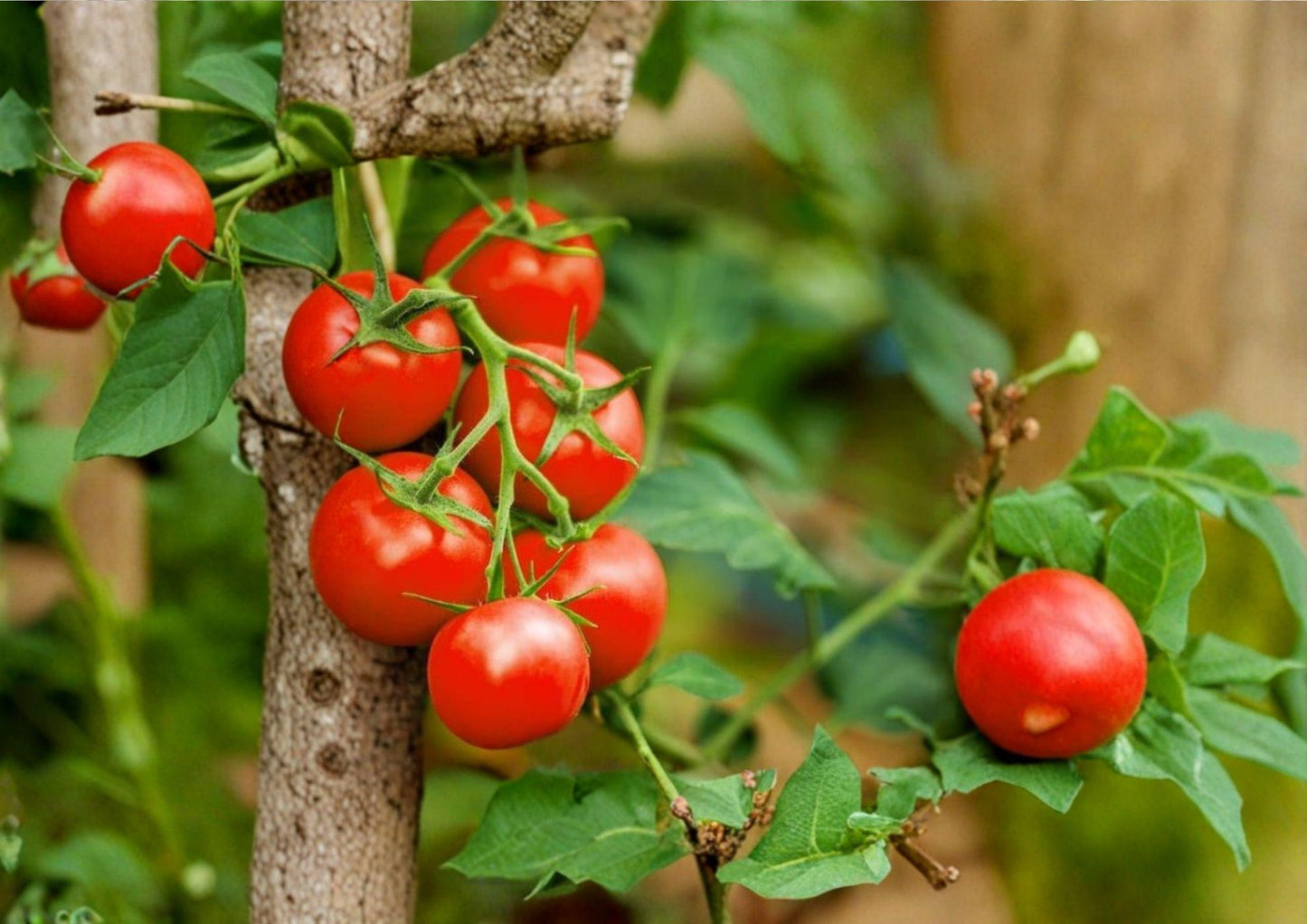 120+ Sweet Cherry Tomato Seeds, Heirloom Non-GMO, Solanum Lycopersicum, Small Fruit, High Yield Garden Planting Seeds