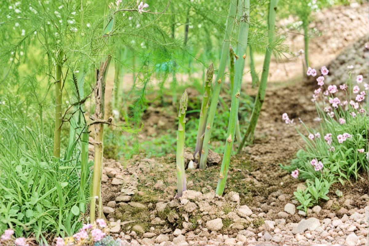 Organic UC 157 F2 Asparagus Seeds – Non-GMO Perennial Vegetable Crowns for Garden Beds and Long-Lasting Harvest