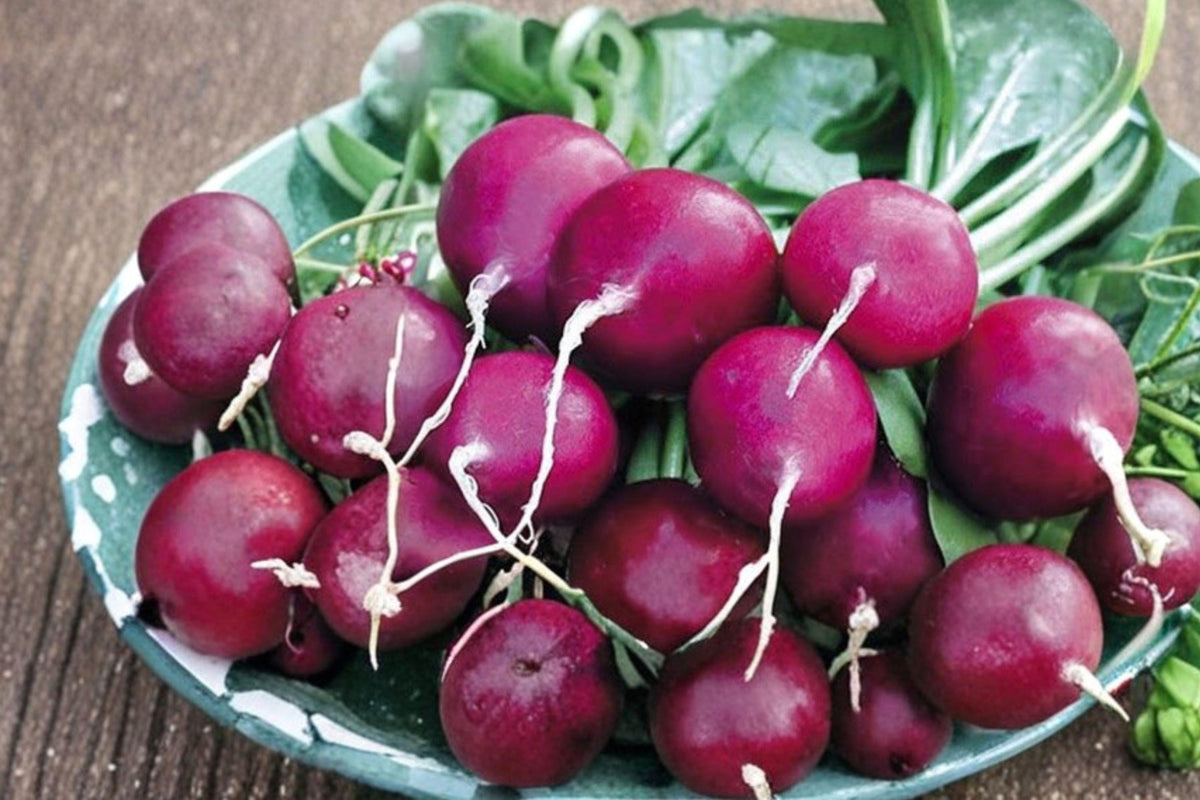 Purple Plum Radish Seeds – Heirloom, Non-GMO, Fast Growing, Mild Sweet Root Vegetable, Garden, Container, Salad, 300+ Seeds