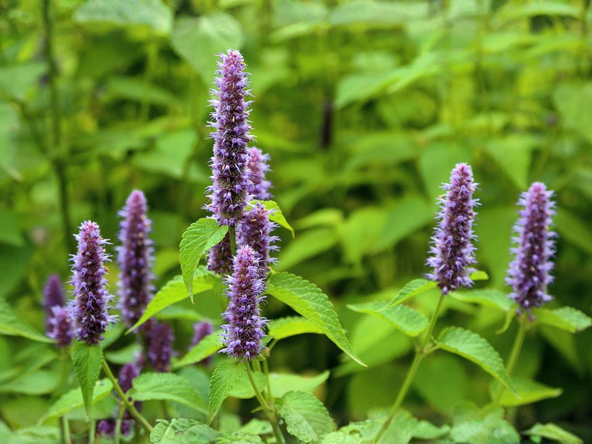 Anise Hyssop Seeds – Heirloom Blue Giant Agastache foeniculum for Herb & Pollinator Gardens, Non-GMO, Open-Pollinated