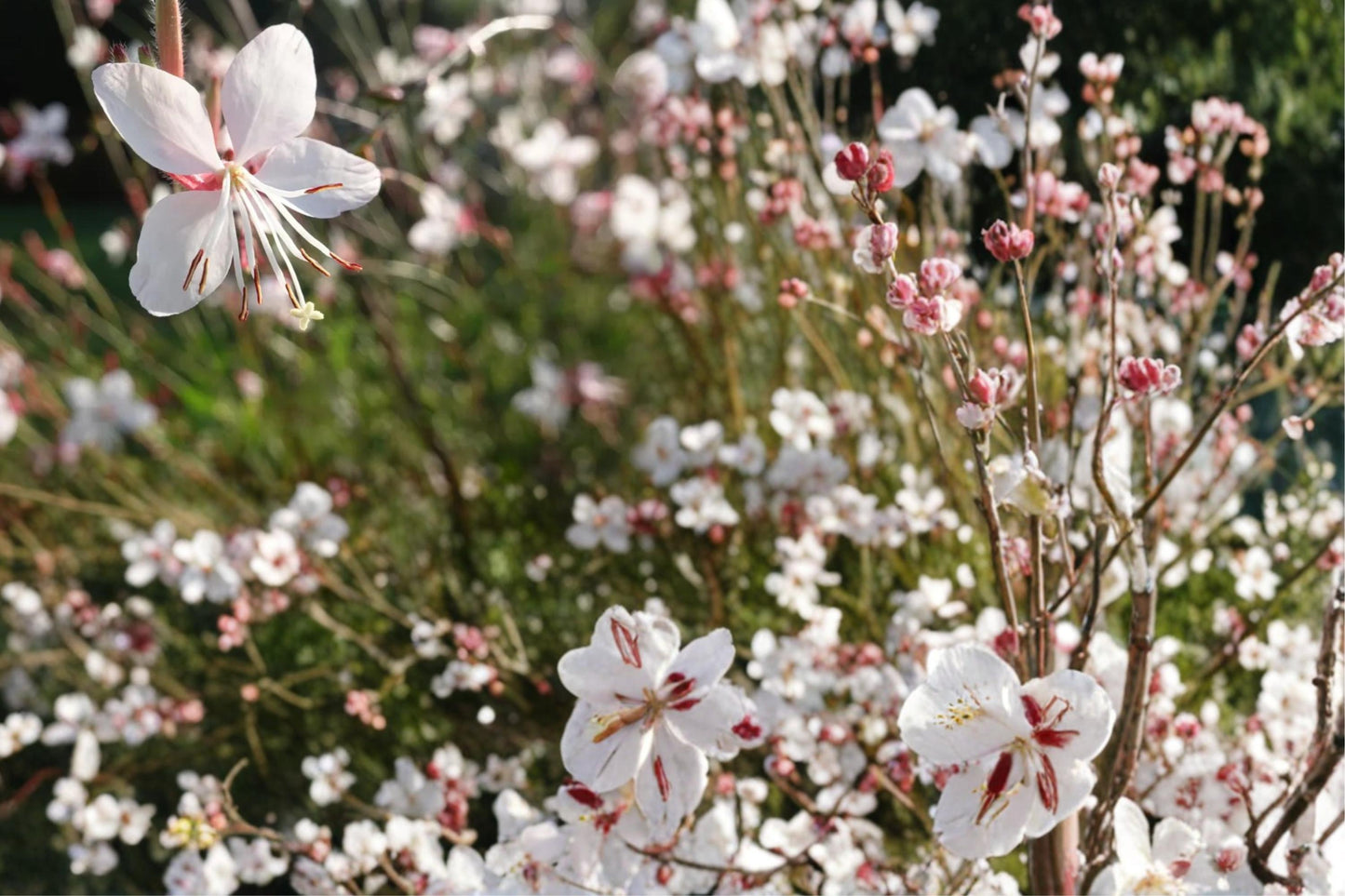 Biennial Beeblossom Seeds – Gaura biennis, Herbaceous Native Wildflower for Prairie & Meadow Gardens, White to Pale Pink Flowers