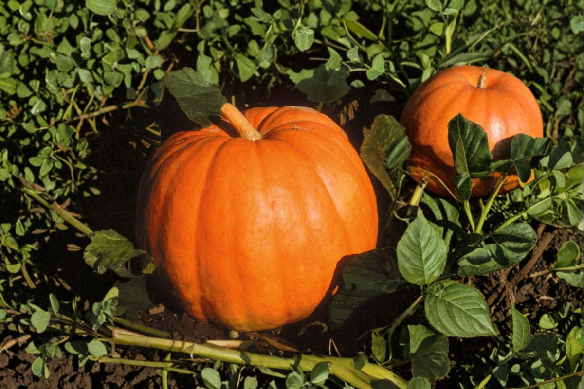 Big Max Pumpkin Seeds – Giant Heirloom Non-GMO for Carving, Baking, Large Garden Planting, 50-100 lb Fruit