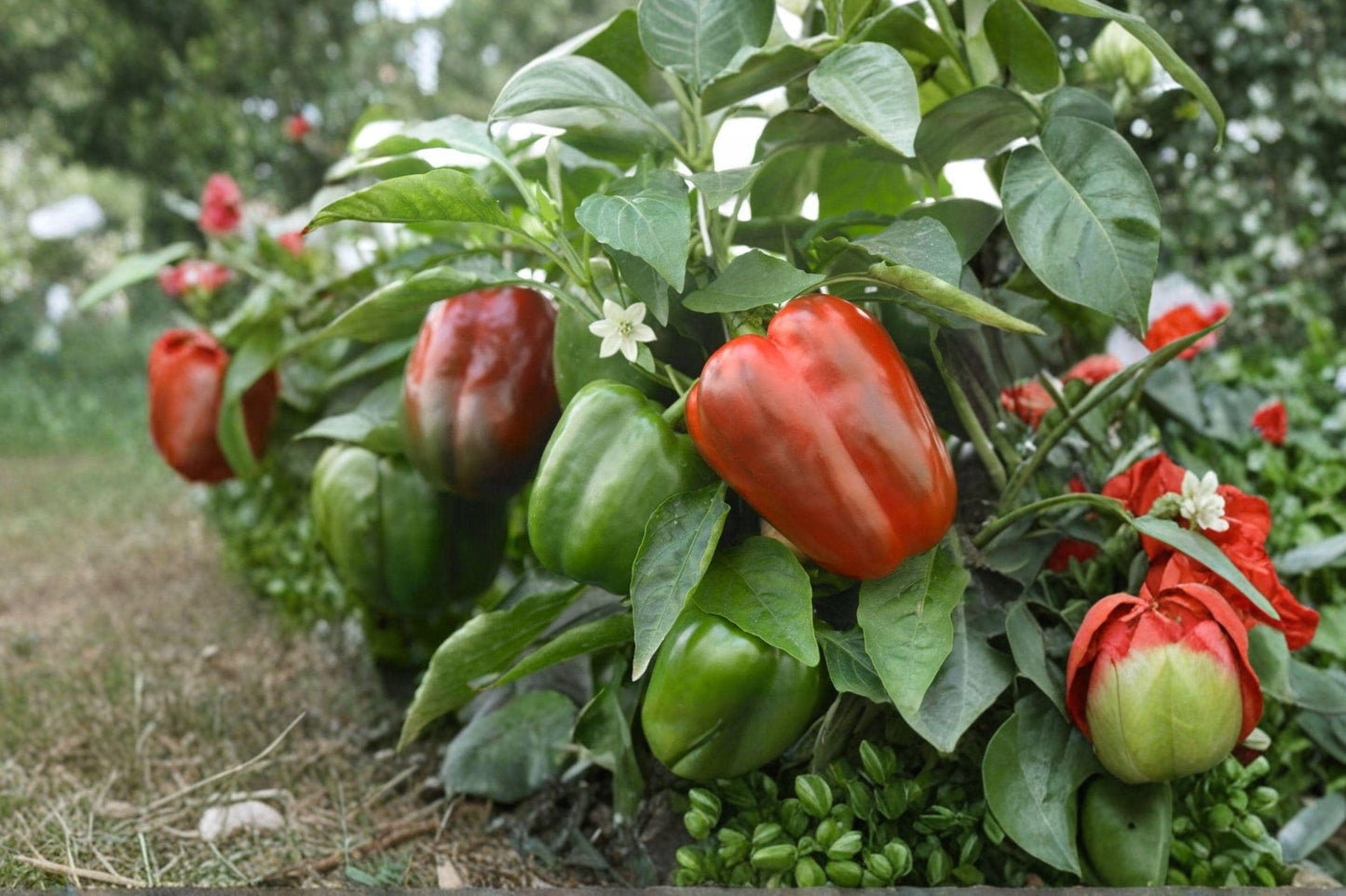California Wonder Heirloom Bell Pepper Seeds – Non-GMO, High Yield, Thick Wall, Green to Red, 120+ Seeds