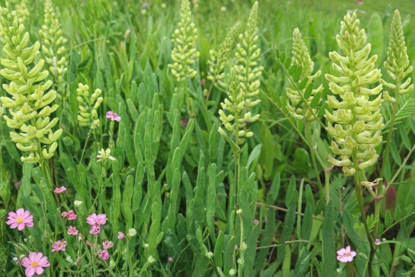 Canadian Milk Vetch Seeds – Astragalus canadensis Herbaceous Perennial for Prairie and Meadow Gardens, 50 Seeds