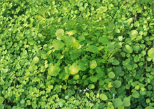 Watercress Seeds - Organic Heirloom Non-GMO Herb for Salad Greens, Aquatic Planting, Nasturtium officinale