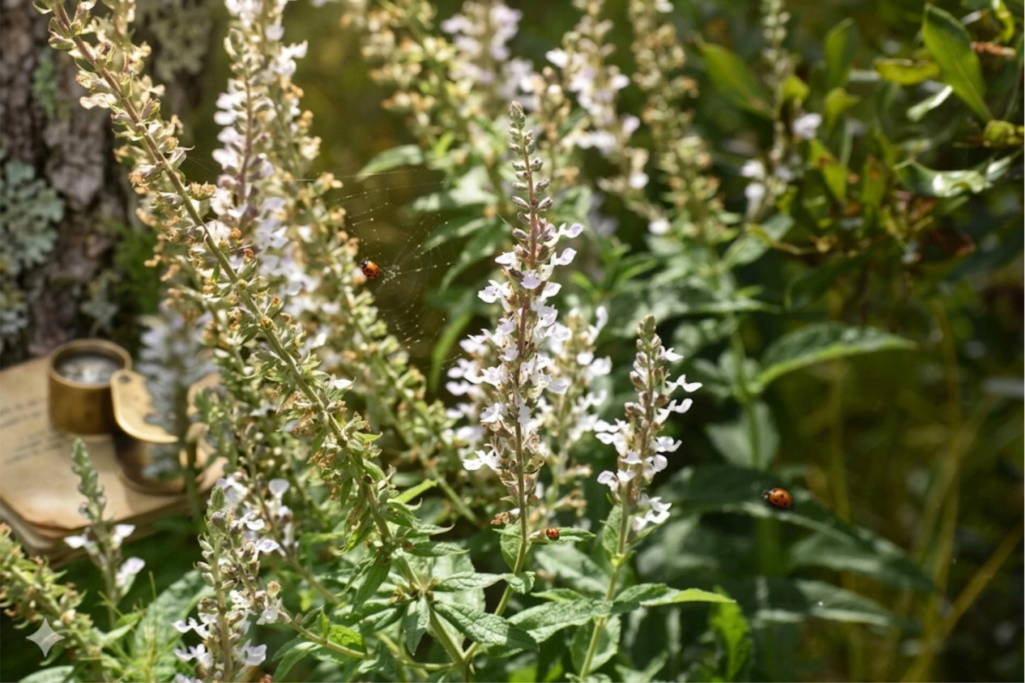 American Germander Seeds – Native Wildflower for Pollinators, Lavender-Pink Blooms, Teucrium canadense, Prairie & Natural Gardens