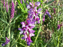 Hairy Vetch Seeds Purple Bounty Heirloom Non-GMO Cover Crop Soil Builder Pollinator Friendly
