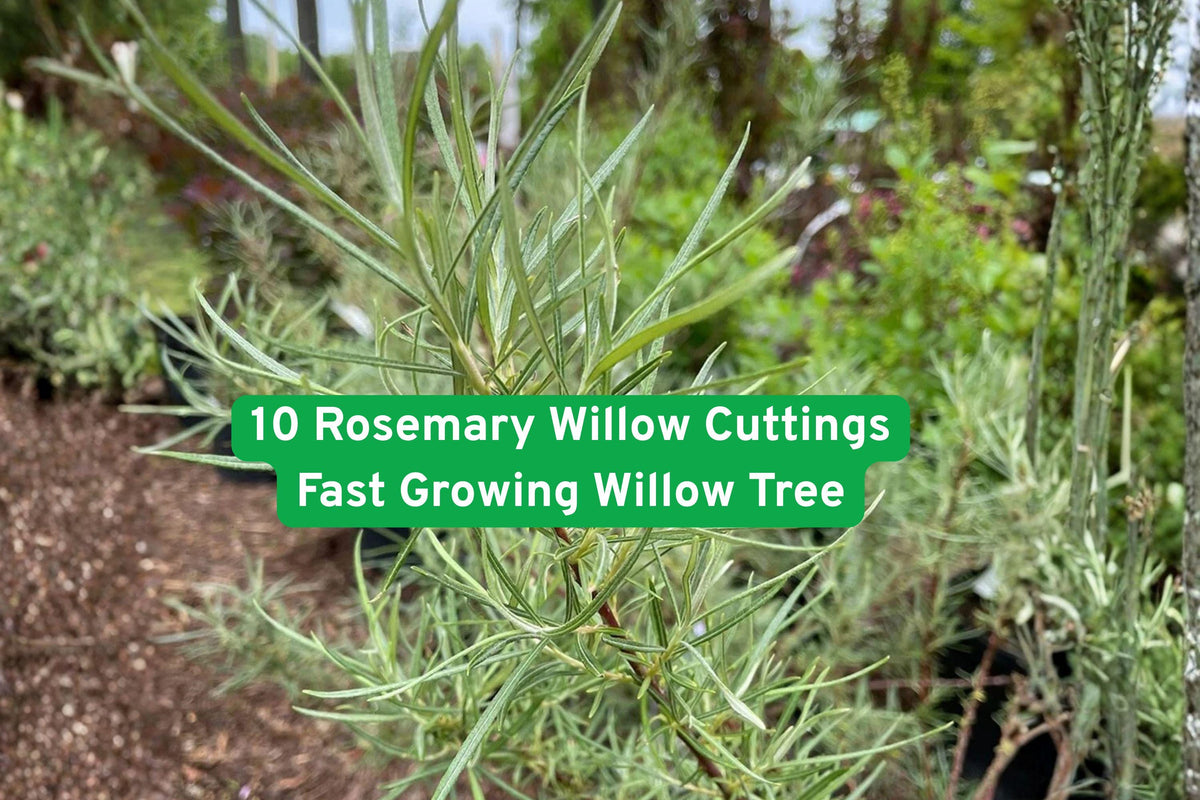 Rosemary Willow Cuttings – Fast-Growing Salix spp. for Privacy, Bonsai, Basketry, Landscaping, Bare Root