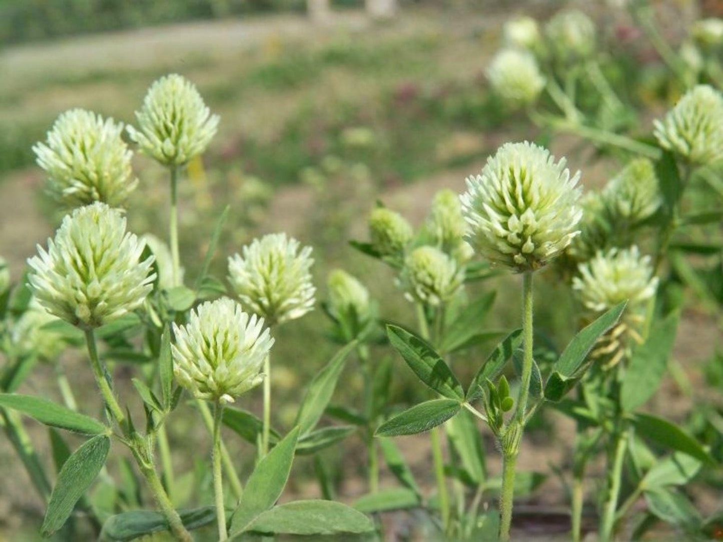 Berseem Clover Seeds, Heirloom Non-GMO Egyptian Clover, Trifolium alexandrinum, Cover Crop, Pollinator Planting, Garden Seeds