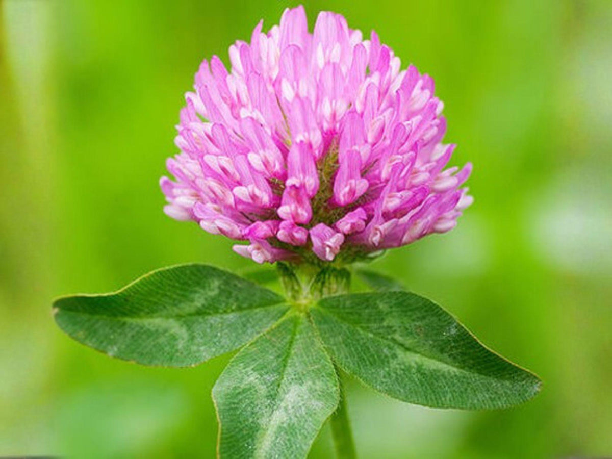 Red Clover Seeds - Heirloom, Non-GMO, Pollinator Flower Garden Planting, Trifolium pratense