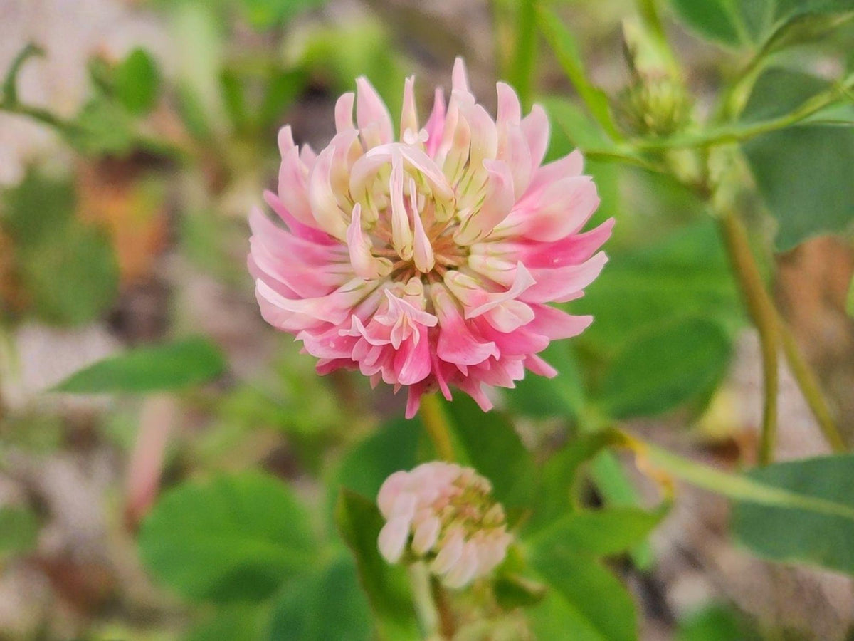 Alsike Clover Seeds - Heirloom, Non-GMO, Pollinator-Friendly, Trifolium hybridum, Open-Pollinated Garden Seeds