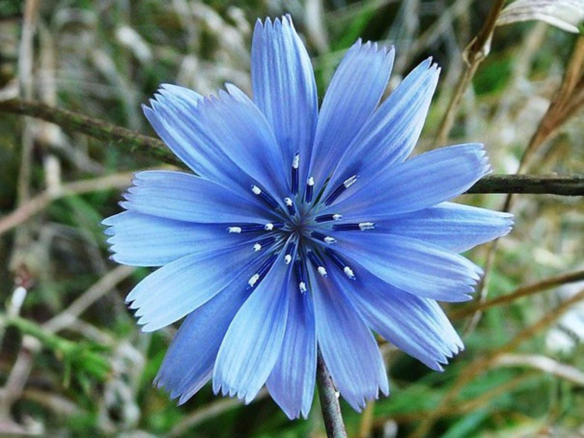 Blue Chicory Seeds - Heirloom Non-GMO Cichorium intybus Wildflower for Pollinator Gardens, Outdoor Planting