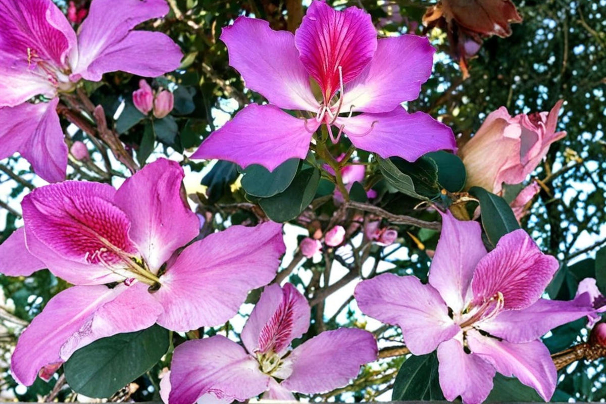 Purple Orchid Tree Seeds – Bauhinia purpurea, Deciduous Ornamental Tree with Large Purple Flowers, Tropical Garden Plant