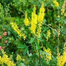 Yellow Sweet Clover Seeds – Cover Crop, Pollinator Plant, Soil Fertility, Melilotus officinalis, 100 Seeds