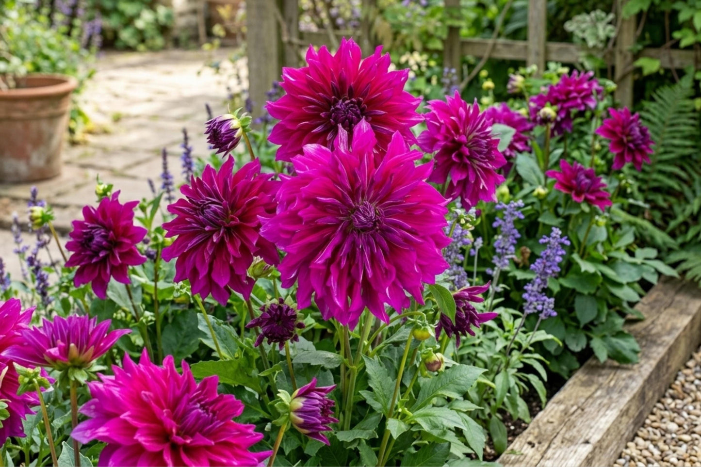 Rare Ink Rose Seeds - 20 Non-GMO Heirloom Rosa spp. Garden Flower Seeds for Borders, Containers, and Pollinator Attraction